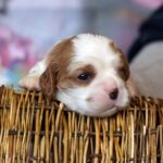 Vick-male-Cavalier-King-Charles-Spaniel-puppy-for-sale-1