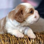 Vick-male-Cavalier-King-Charles-Spaniel-puppy-for-sale-2