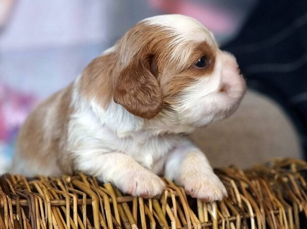 Vick Cavalier King Charles Spaniel Vick Cavalier King Charles Spaniel