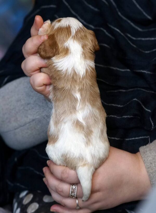 Vick Cavalier King Charles Spaniel Vick Cavalier King Charles Spaniel