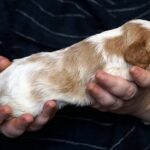Vick-male-Cavalier-King-Charles-Spaniel-puppy-for-sale-4