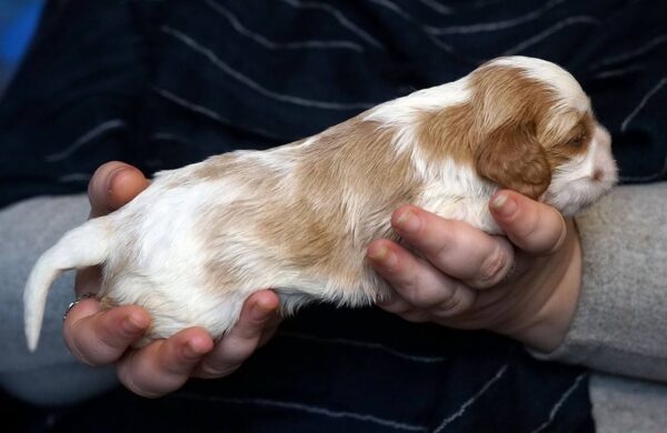 Vick Cavalier King Charles Spaniel Vick Cavalier King Charles Spaniel