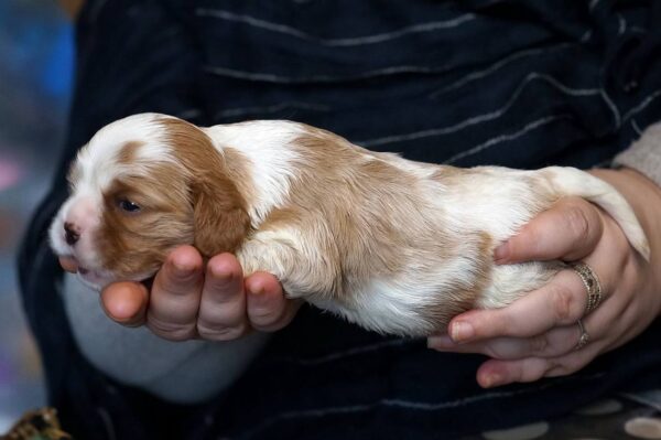 Vick Cavalier King Charles Spaniel Vick Cavalier King Charles Spaniel