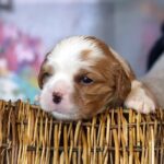 Vick-male-Cavalier-King-Charles-Spaniel-puppy-for-sale-6