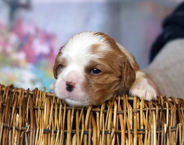 Vick Cavalier King Charles Spaniel Vick Cavalier King Charles Spaniel