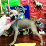 Vikky-female-Russian-Toy-puppy-for-sale-1