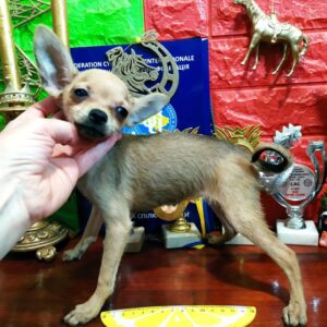 Vikky Russian Toy Terrier Vikky Russian Toy Terrier