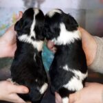 Vina-and-Volka-female-Cavalier-King-Charles-Spaniel-puppy-for-sale-1