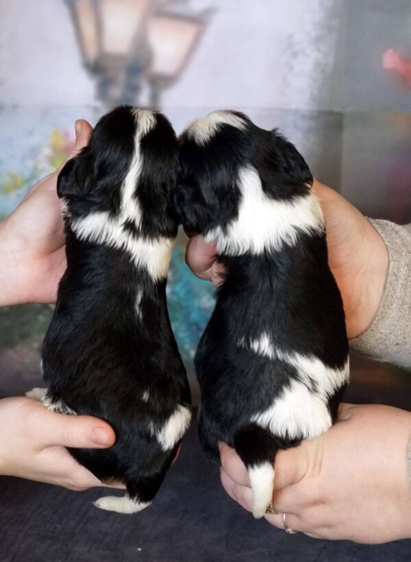 Vina and Volka Cavalier King Charles Spaniel Vina and Volka Cavalier King Charles Spaniel