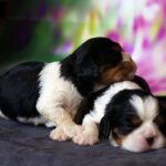 Vina-and-Volka-female-Cavalier-King-Charles-Spaniel-puppy-for-sale-2