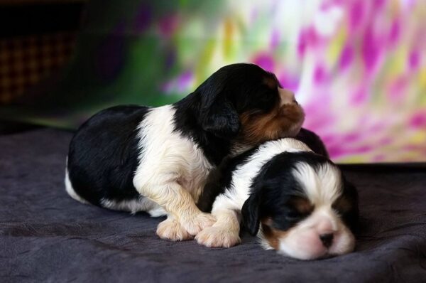 Vina and Volka Cavalier King Charles Spaniel Vina and Volka Cavalier King Charles Spaniel