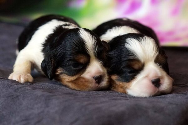 Vina and Volka Cavalier King Charles Spaniel Vina and Volka Cavalier King Charles Spaniel