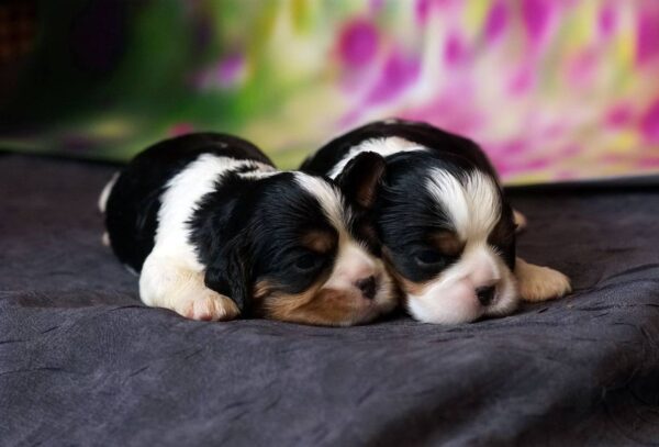 Vina and Volka Cavalier King Charles Spaniel Vina and Volka Cavalier King Charles Spaniel