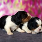 Vina-and-Volka-female-Cavalier-King-Charles-Spaniel-puppy-for-sale-5