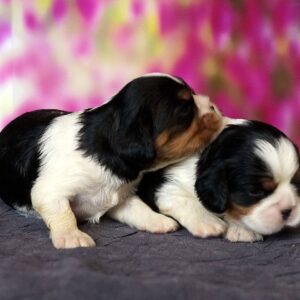 Vina and Volka Cavalier King Charles Spaniel Vina and Volka Cavalier King Charles Spaniel