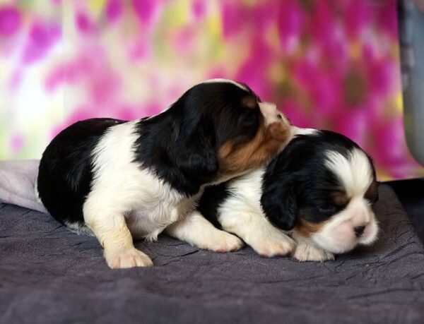 Vina and Volka Cavalier King Charles Spaniel Vina and Volka Cavalier King Charles Spaniel