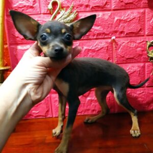 Viola Russian Toy Terrier Viola Russian Toy Terrier