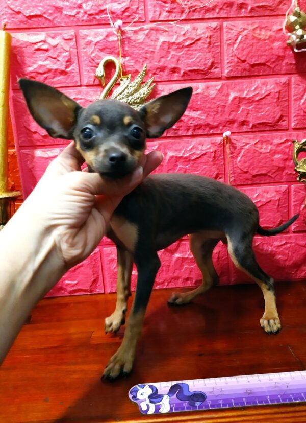 Viola Russian Toy Terrier Viola Russian Toy Terrier