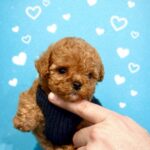 Vitas-male-maltipoo-puppy-for-sale-1 (1)