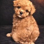 Vitas-male-maltipoo-puppy-for-sale-1 (2)