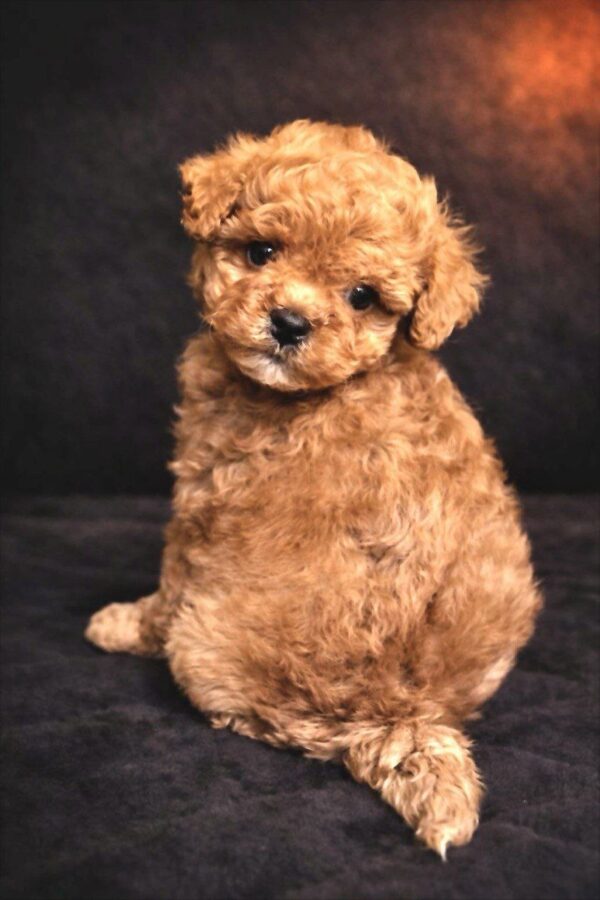 Vitas Maltipoo Vitas Maltipoo