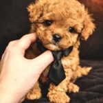 Vitas-male-maltipoo-puppy-for-sale-1 (3)