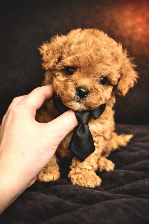 Vitas Maltipoo Vitas Maltipoo