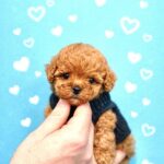 Vitas-male-maltipoo-puppy-for-sale-1 (4)