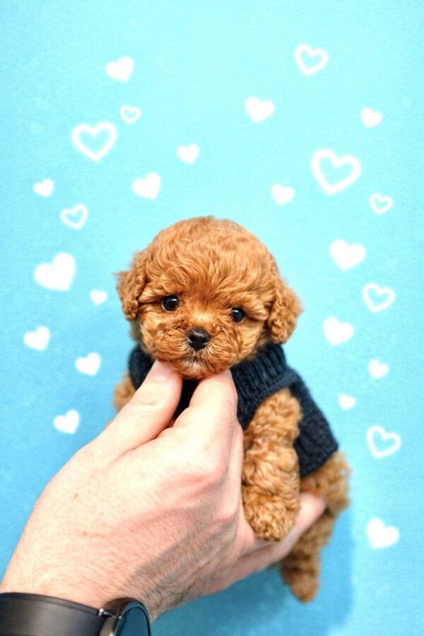 Vitas Maltipoo Vitas Maltipoo