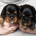 Voy-and-Vars-male-Cavalier-King-Charles-Spaniel-puppy-for-sale-1