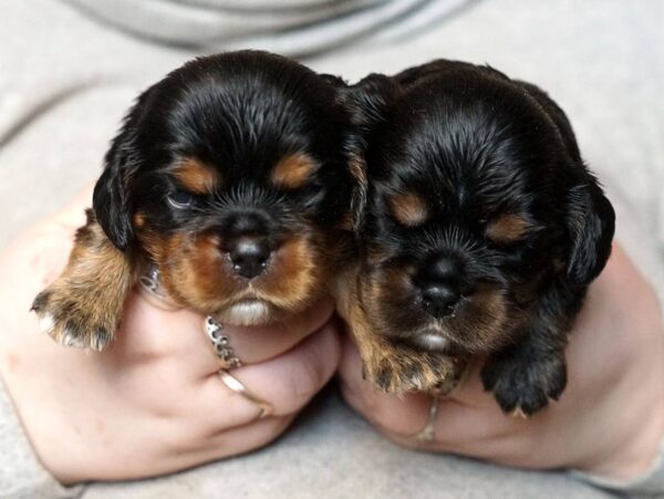 Voy and Vars Cavalier King Charles Spaniel Voy and Vars Cavalier King Charles Spaniel