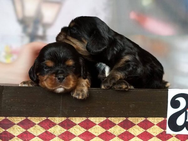 Voy and Vars Cavalier King Charles Spaniel Voy and Vars Cavalier King Charles Spaniel