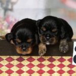 Voy-and-Vars-male-Cavalier-King-Charles-Spaniel-puppy-for-sale-3