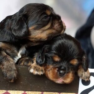 Voy and Vars Cavalier King Charles Spaniel Voy and Vars Cavalier King Charles Spaniel