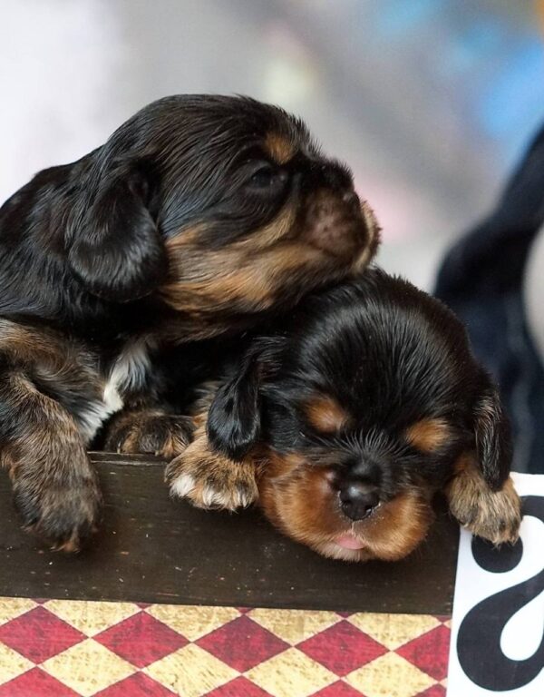 Voy and Vars Cavalier King Charles Spaniel Voy and Vars Cavalier King Charles Spaniel