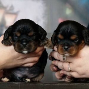 Voy and Vars Cavalier King Charles Spaniel Voy and Vars Cavalier King Charles Spaniel