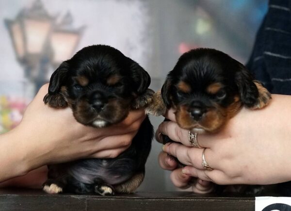 Voy and Vars Cavalier King Charles Spaniel Voy and Vars Cavalier King Charles Spaniel