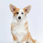 Wanda-female-Corgi-puppy-for-sale-1