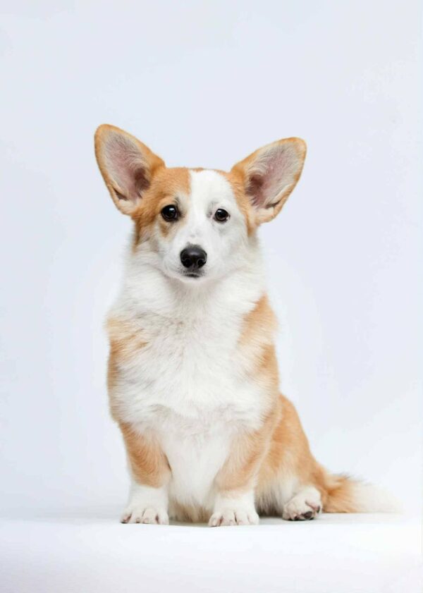 Wanda Welsh Corgi Wanda Welsh Corgi