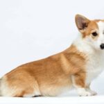 Wanda-female-Corgi-puppy-for-sale-2