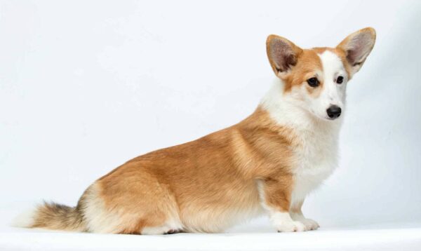 Wanda Welsh Corgi Wanda Welsh Corgi