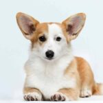 Wanda-female-Corgi-puppy-for-sale-3