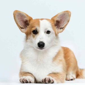 Wanda Welsh Corgi Wanda Welsh Corgi