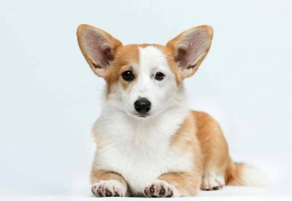 Wanda Welsh Corgi Wanda Welsh Corgi