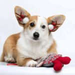 Wanda-female-Corgi-puppy-for-sale-4