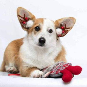 Wanda Welsh Corgi Wanda Welsh Corgi