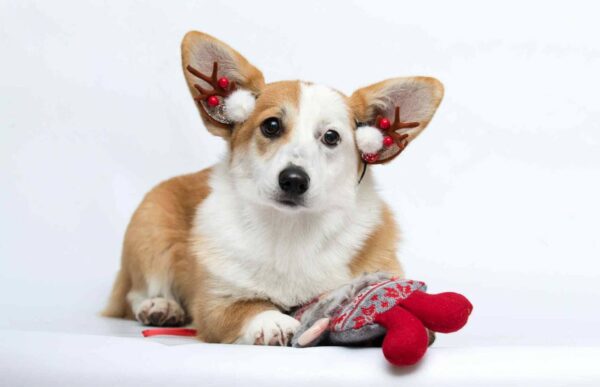 Wanda Welsh Corgi Wanda Welsh Corgi