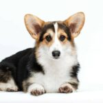 Watson-male-Corgi-puppy-for-sale-1