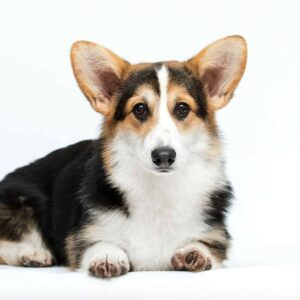 Watson Welsh Corgi Watson Welsh Corgi