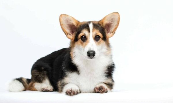 Watson Welsh Corgi Watson Welsh Corgi